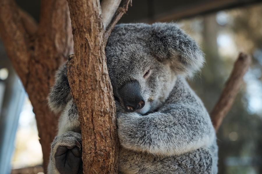 Get a chance to see adorable koala during the visit