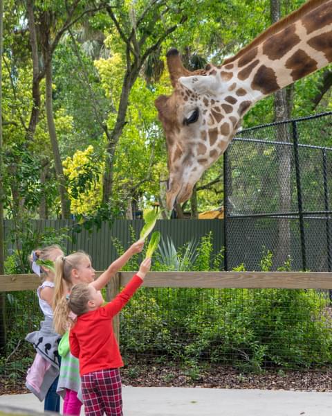 Giraffe Feeding 