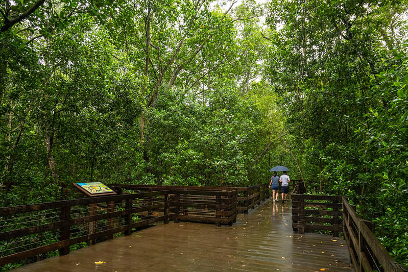 Swing by the mangrove forest of Pasir Ris Park 