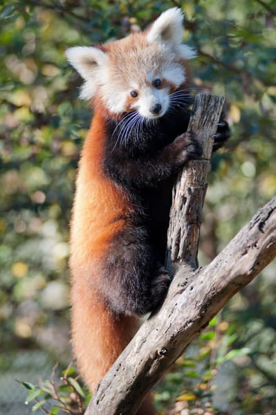 Mogo Wildlife Park Sydney Tickets Image