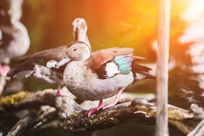 Male ringed teal in the Bali Bird Park