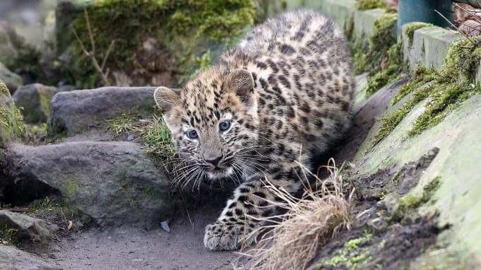 Cub in Prague Zoo