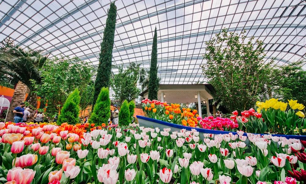 Be awed by the Flower Dome’s beauty and its sheer size