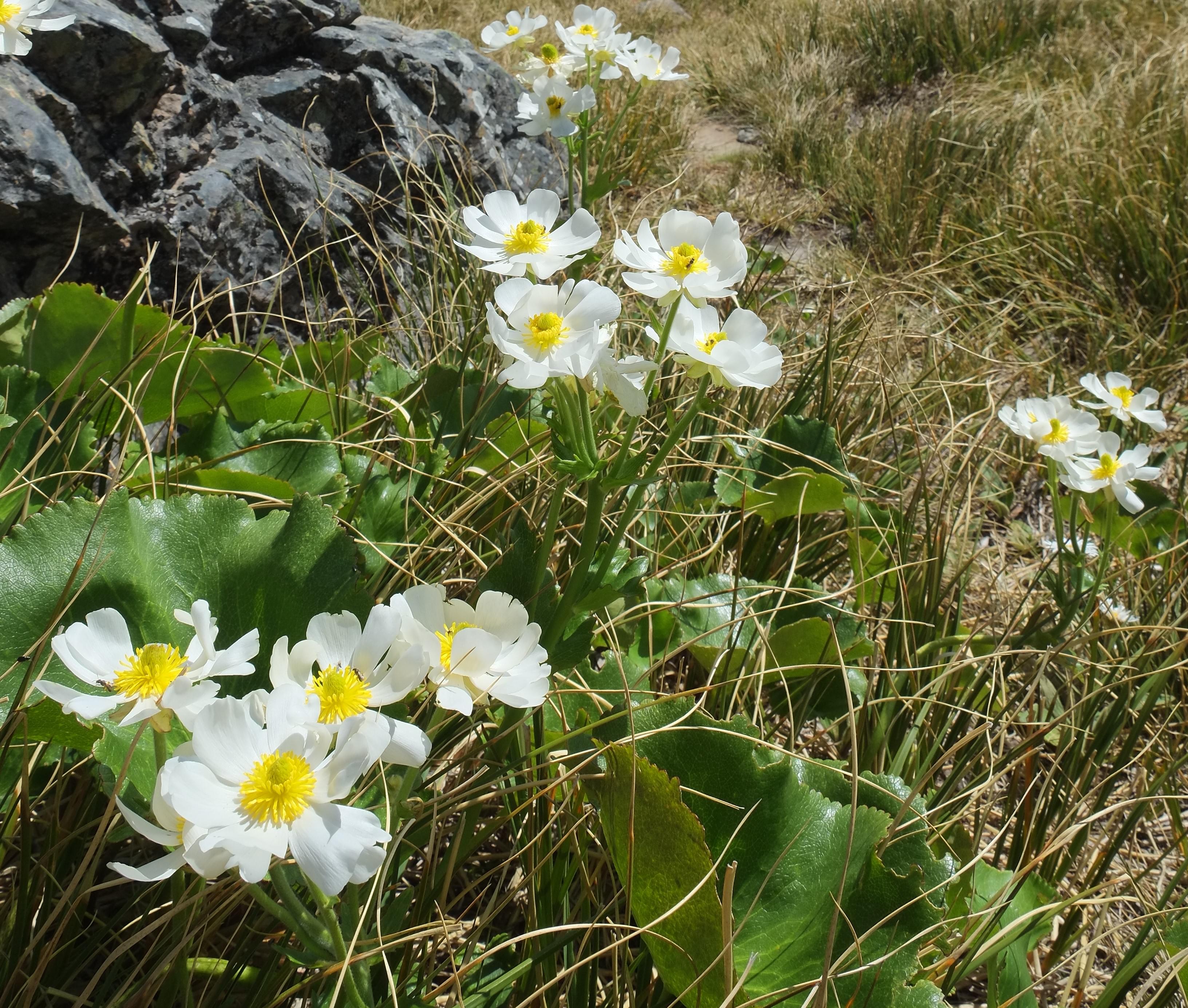 Alpine Flora and Fauna