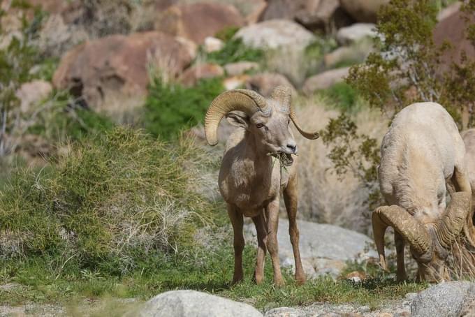 Sheep at Hoover Dam