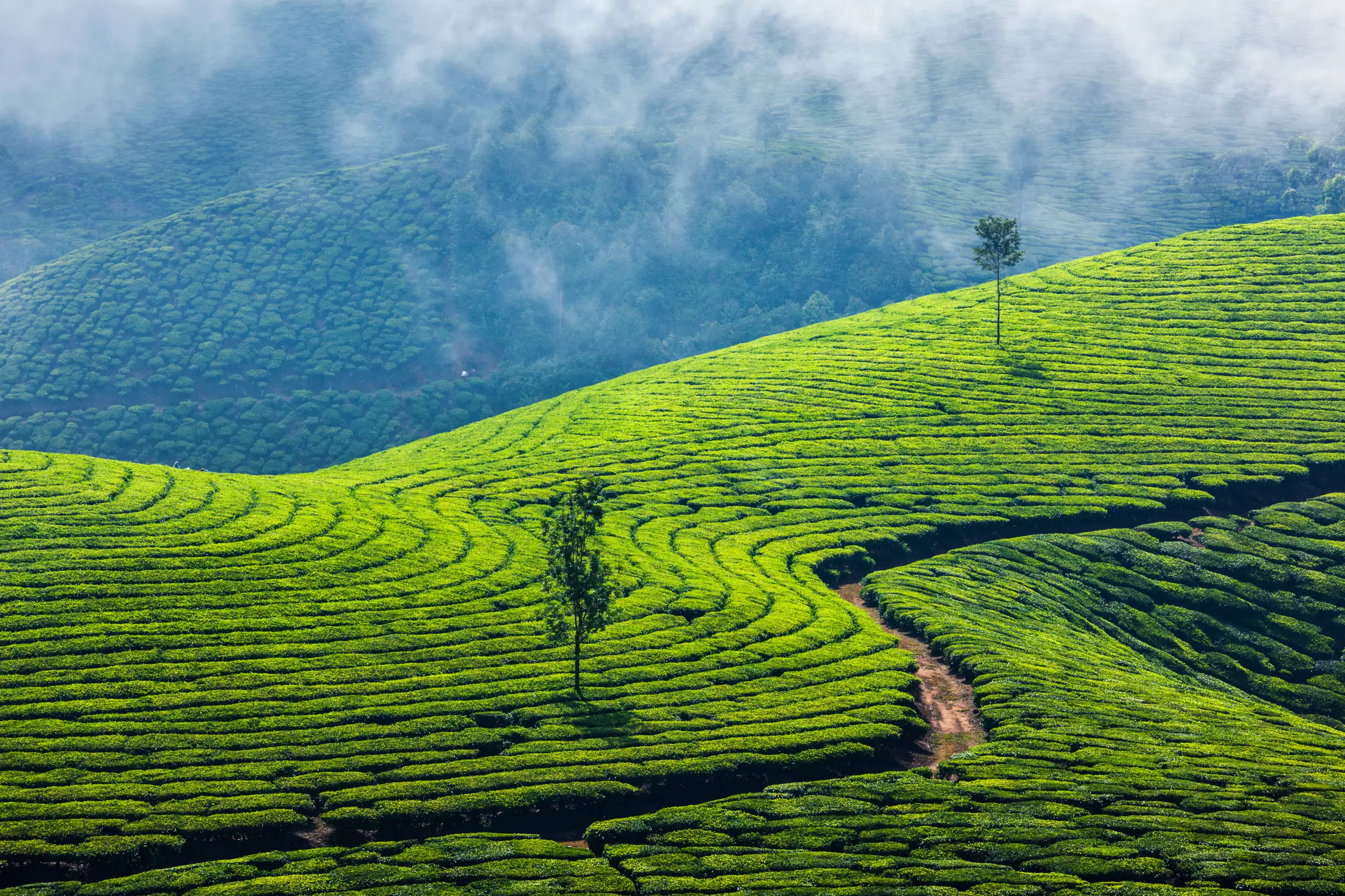Munnar Tea Plantation
