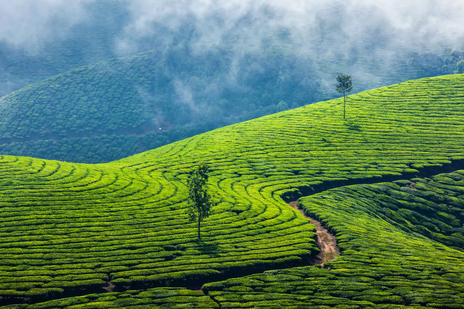 Munnar Tea Plantation
