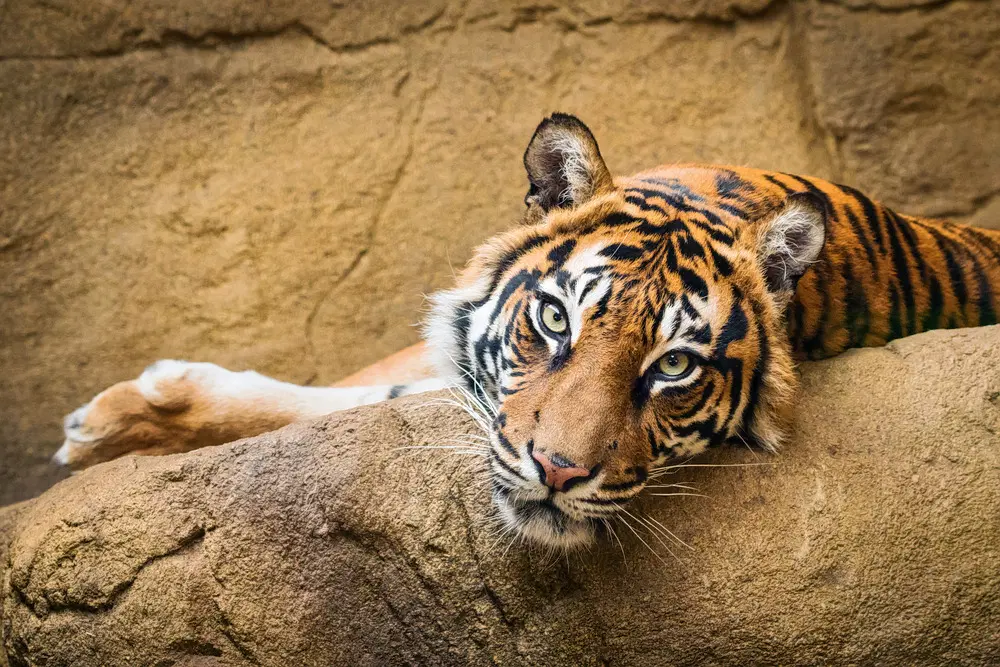 Nagarjunsagar Srisailam Tiger Reserve