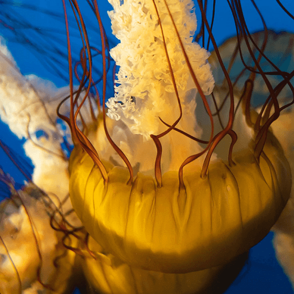 Wondrous Jellies