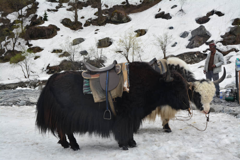 Go on a Yak Safari