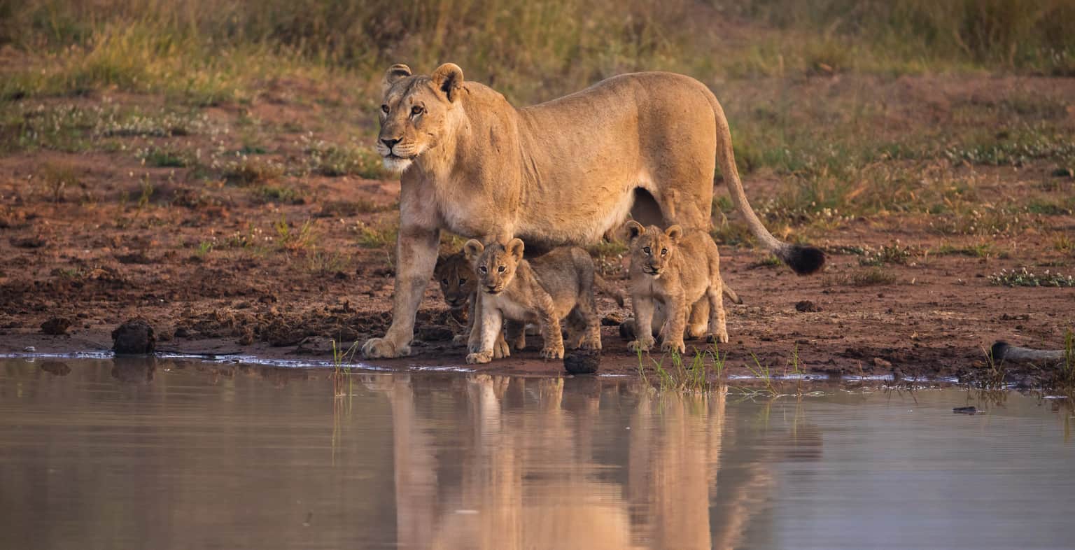 <em>South Africa</em> Tour Packages From Raipur