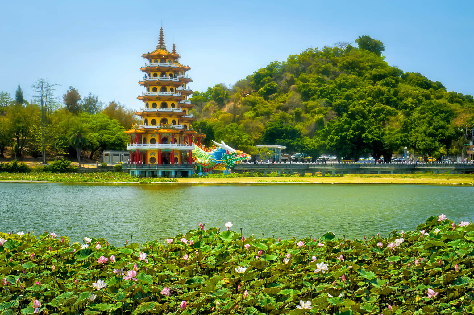 Lotus Pond