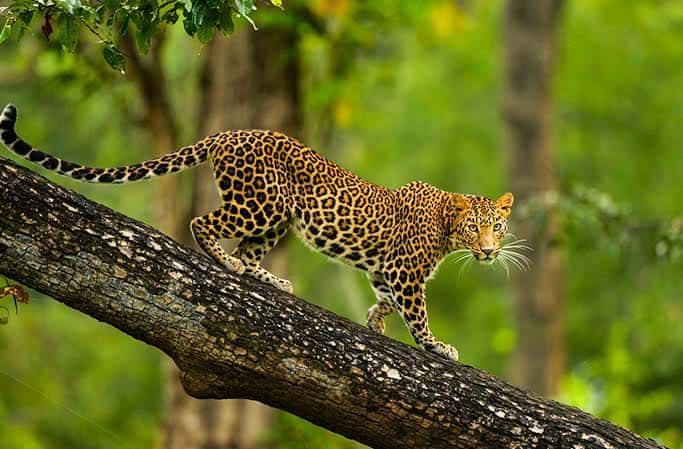 Nagarhole Full Day Tour