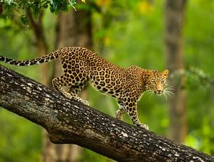 Admire the beautiful Cheetah