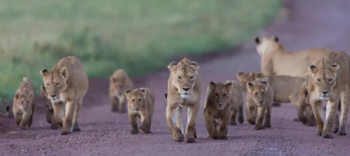 Serengeti National Parks.jpg