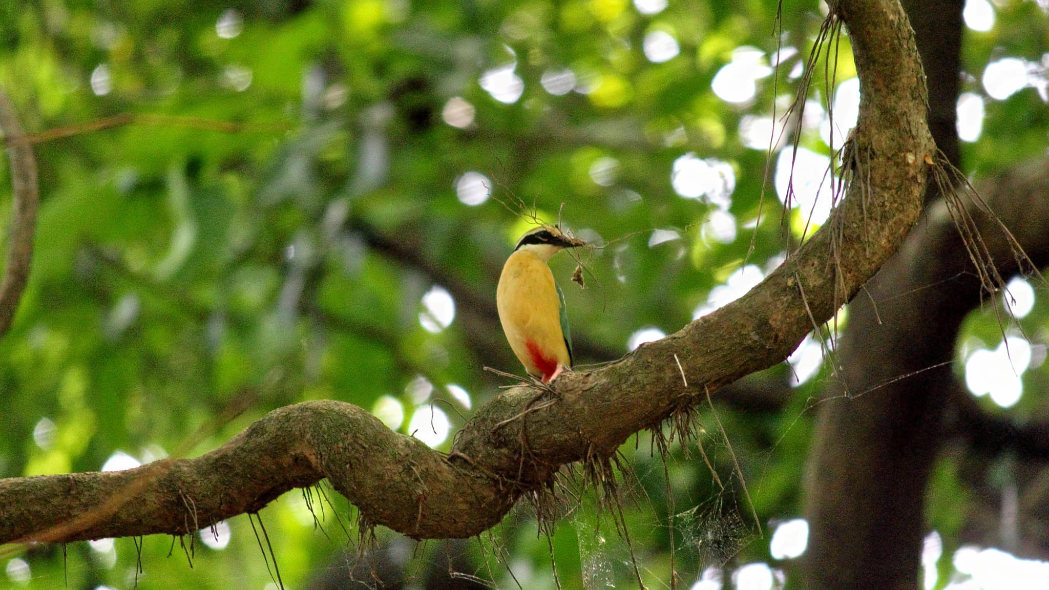Karnala Bird Sanctuary Overview