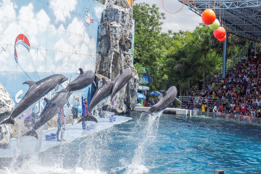 Visit the Dolphin Show to see the beautiful dolphins performing