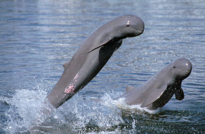 Spot playful dolphins during a boat ride at Chilika Lake in Puri