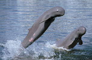 Spot playful dolphins during a boat ride at Chilika Lake in Puri