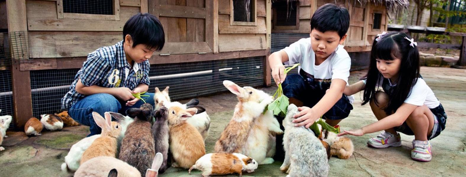 Let your kids interact and feed the fluffy and playful bunnies