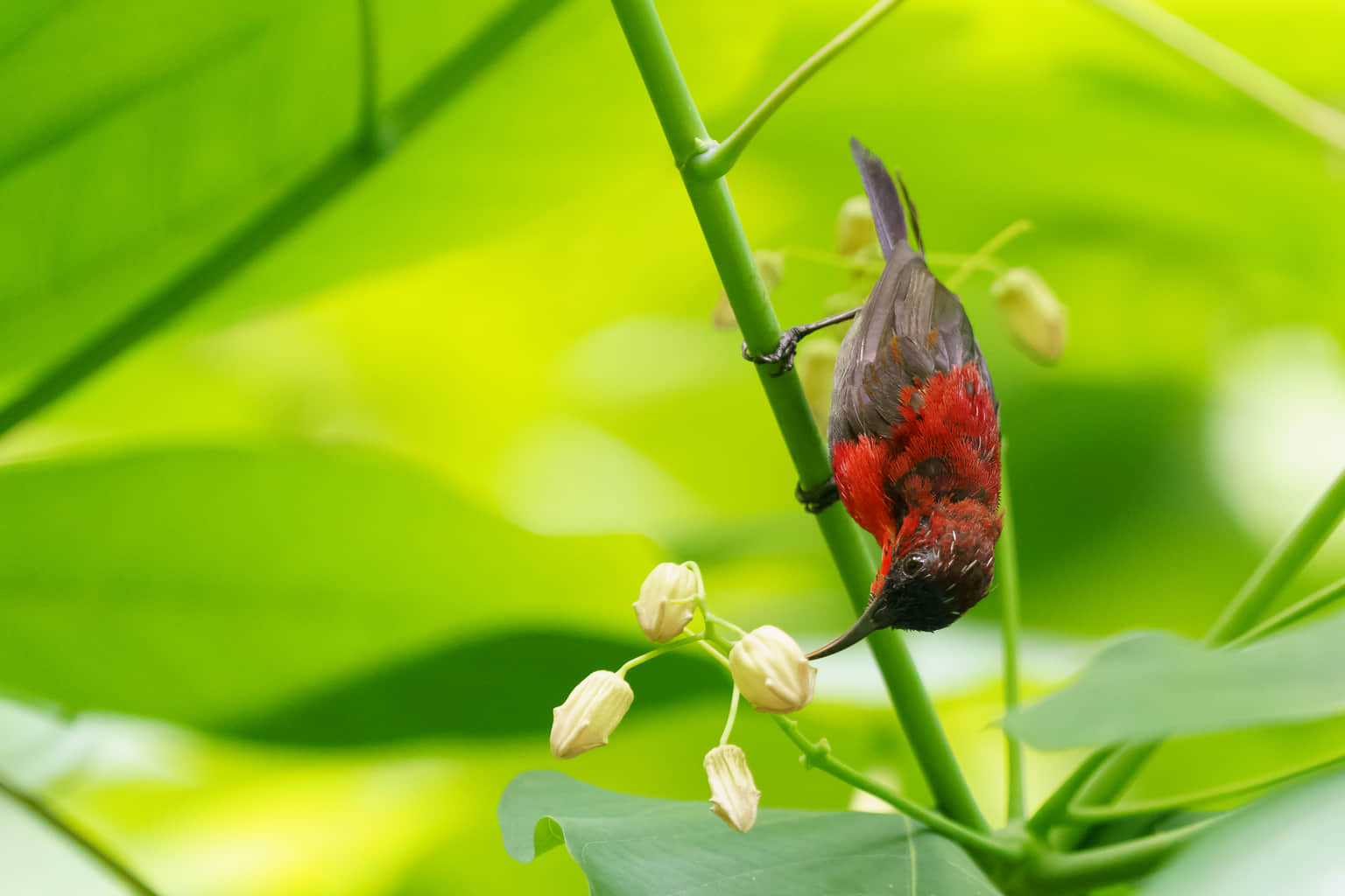 Sungei Buloh Wetland Reserve, <em>Singapore</em>