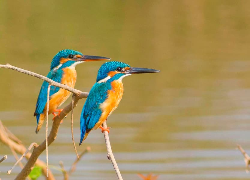 Camping In Goa Image