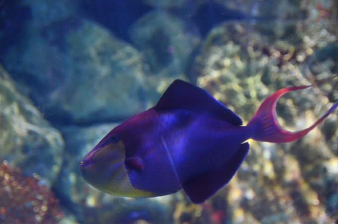 Sea Life Melbourne Aquarium