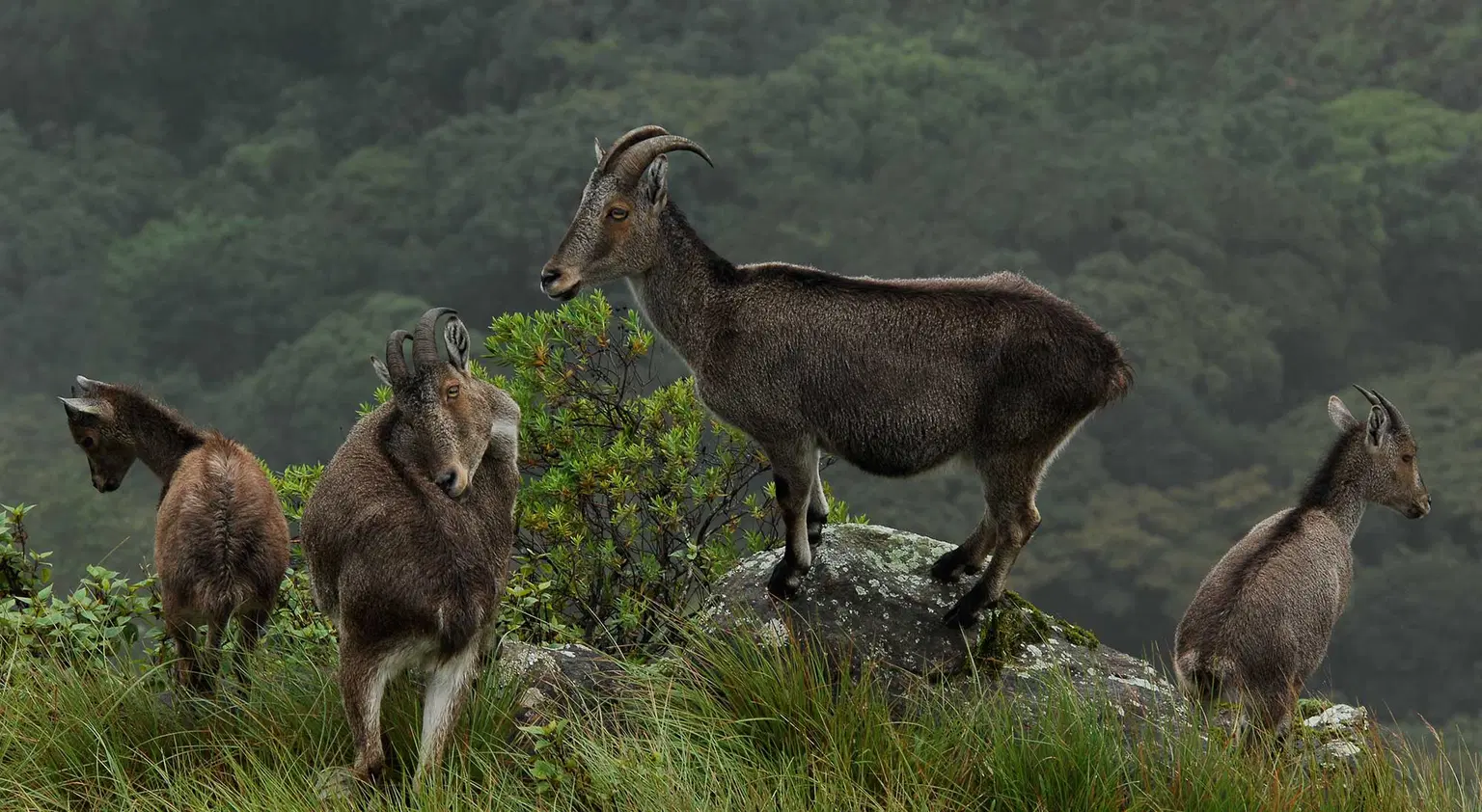 Eravikulam National Park