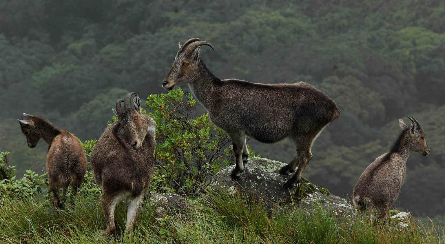 Eravikulam National Park, <em>Munnar</em>