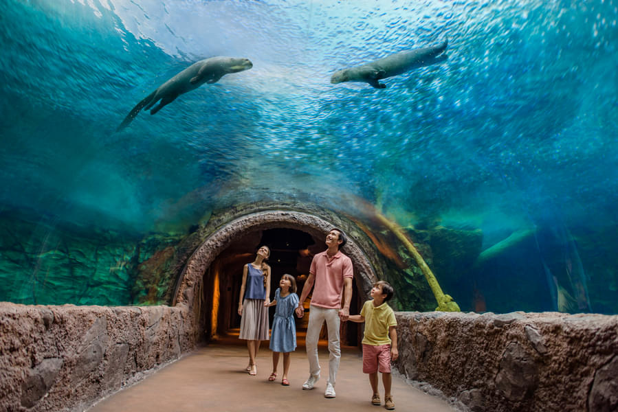 Go through the underwater tunnel and see varied marine animals