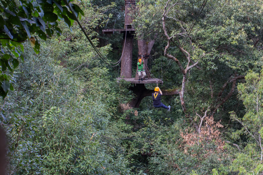 Flight of the Gibbon in Chiang Mai Image