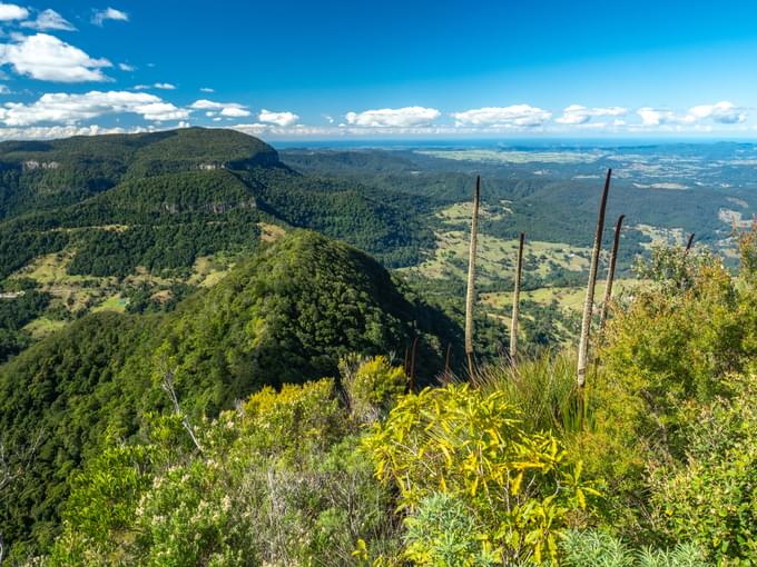 Springbrook National Park Walks