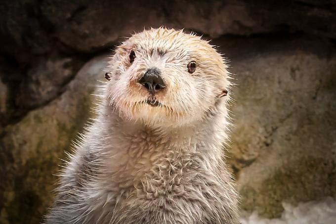 Sea Otter