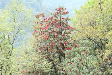 Walk through Rhododendron Forests