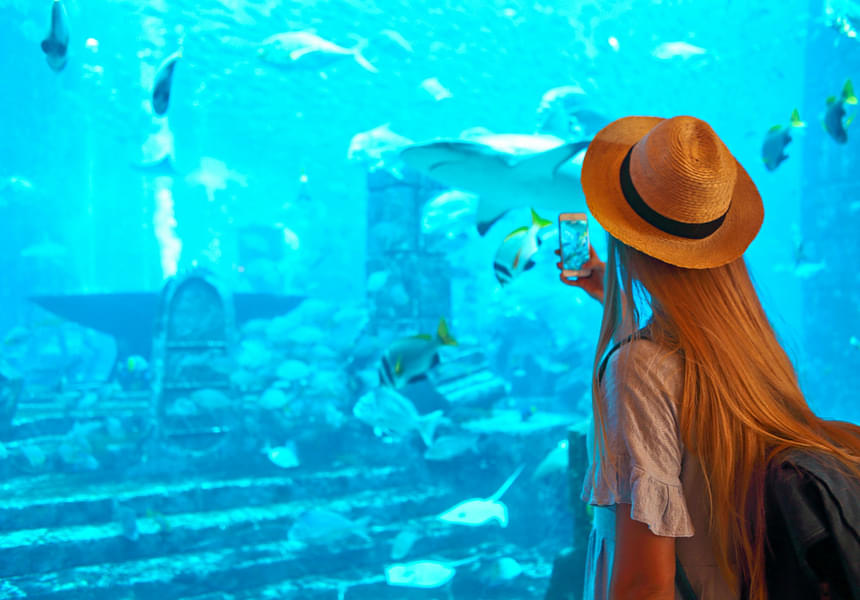 Immerse yourself in the wonder of Dubai's underwater world at the Dubai Aquarium
