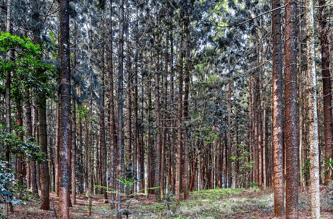 Karura Forest