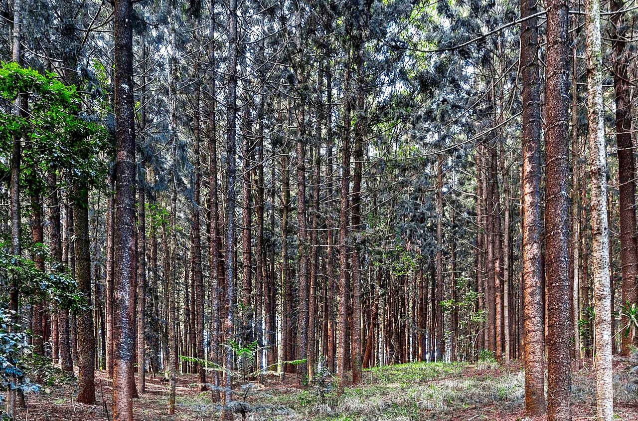 Karura Forest Overview