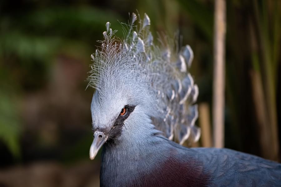 Common Crowned Pigeons 