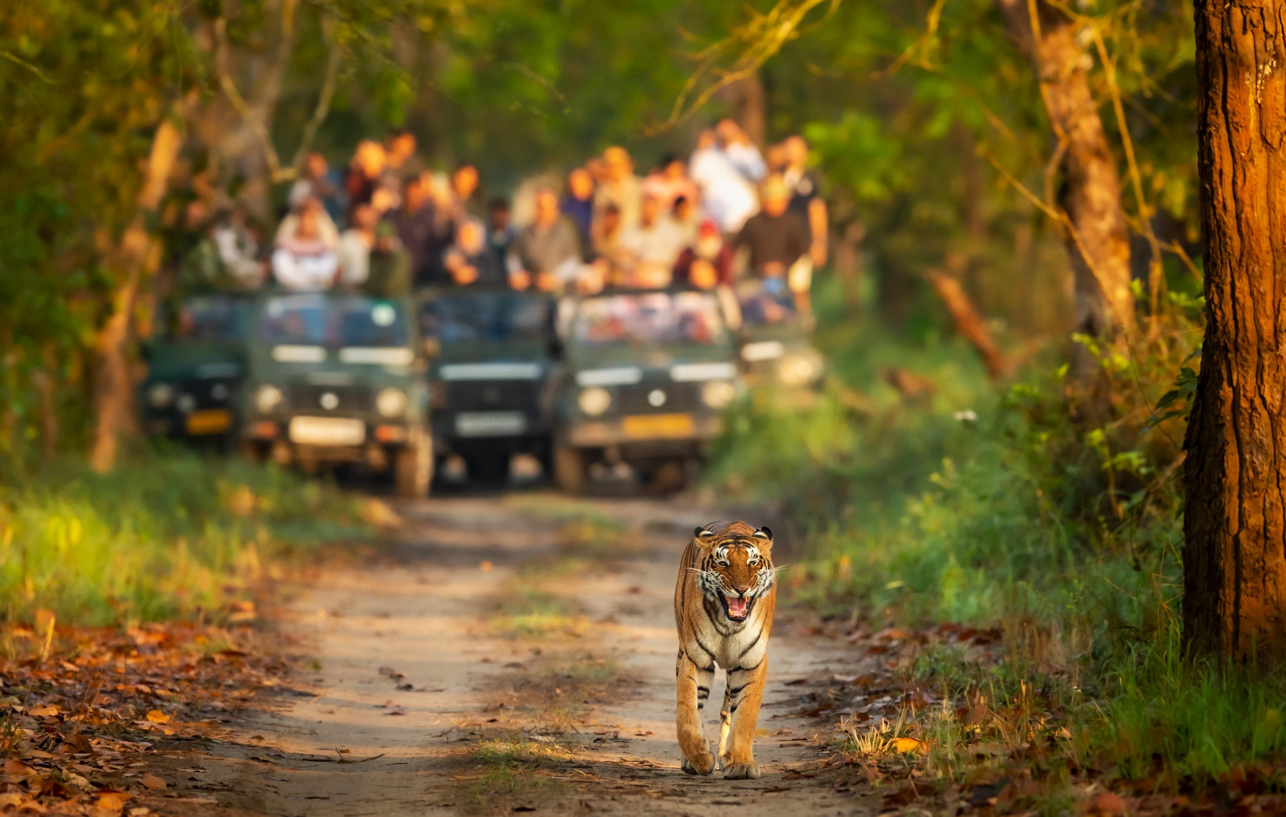 Tourists witnessing tiger in Jim Corbett