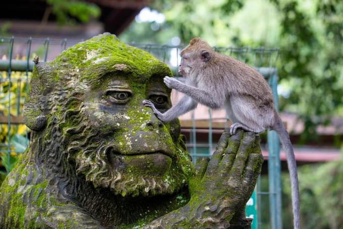 Bali Zoo