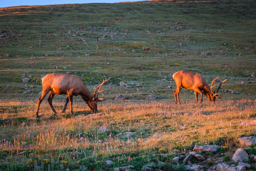 Rocky Mountain National Park Safari Tour Image
