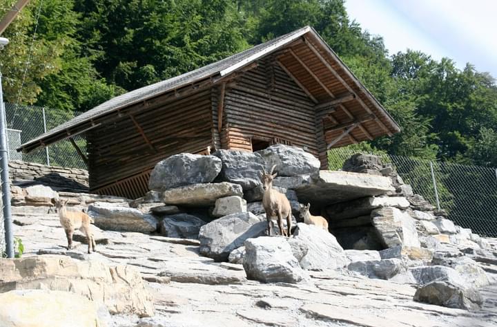 Harder Kulm Visit Alpine Wild Animal Park