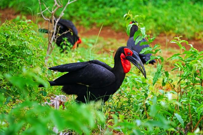 chobe national park