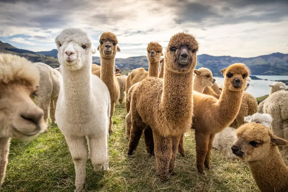 Group of Alpacas