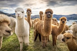 Shamakhi Alpaca Farm Tour, Azerbaijan