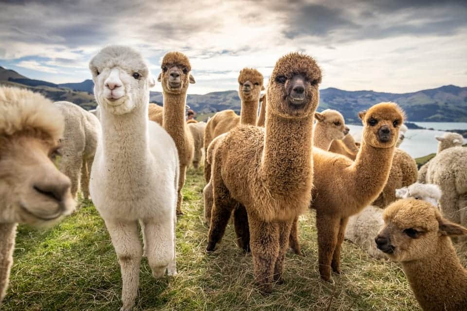 Group of Alpacas