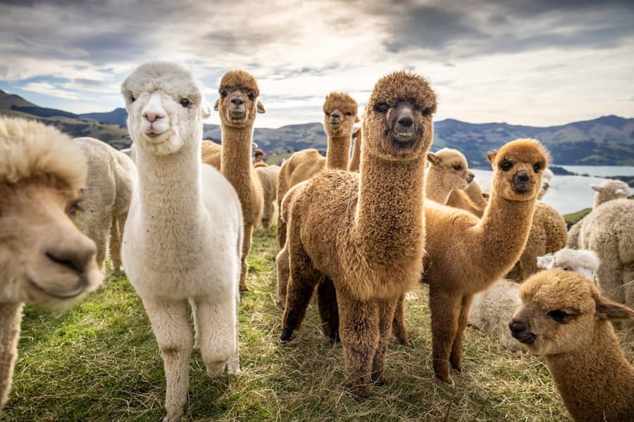 Shamakhi Alpaca Farm Tour, Azerbaijan Image