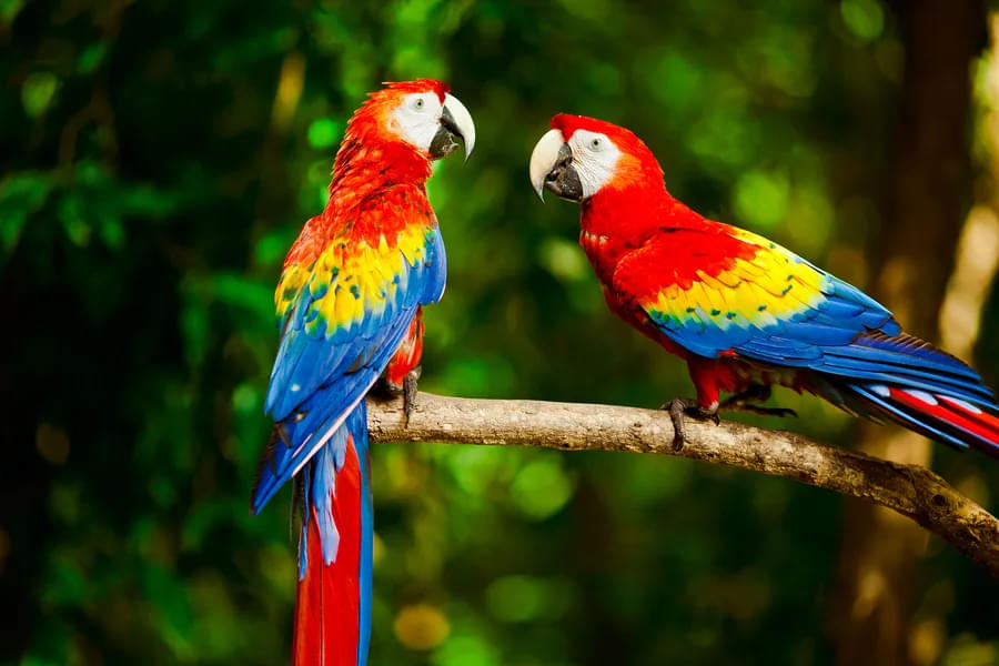 Gaze at the colourful and playful Scarlet Macaw