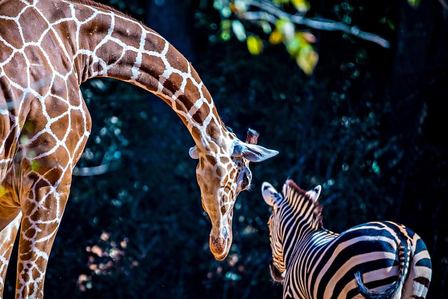  See Tall and friendly giraffes and zebra at Zoo Atlanta
