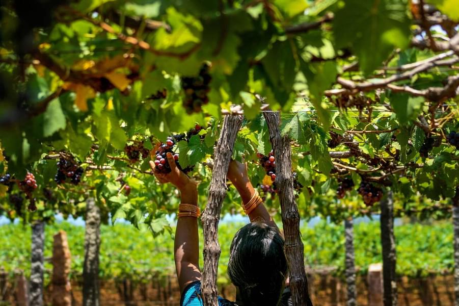 Jeep Ride in Thekkady With Visit to Grape Vineyard Image